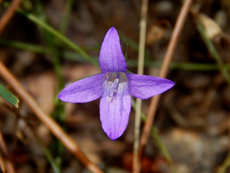 Campanula sp. con fiore anomalo, tetramero